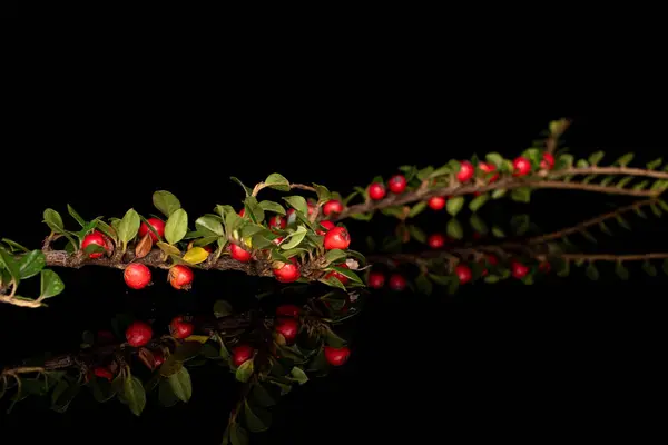 Rowanberry vermelho selvagem isolado em vidro preto — Fotografia de Stock