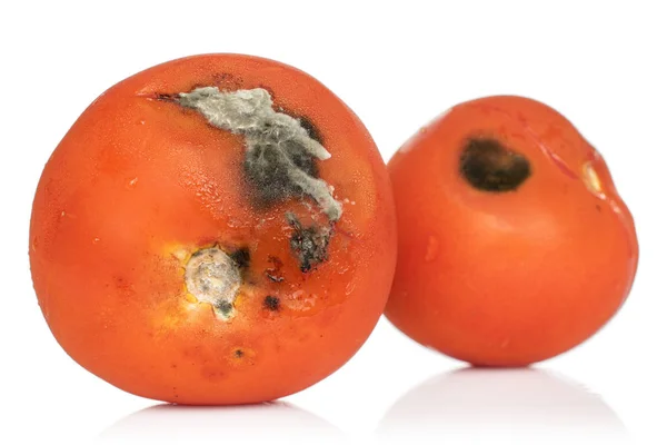 Tomate rouge périmée isolée sur blanc — Photo