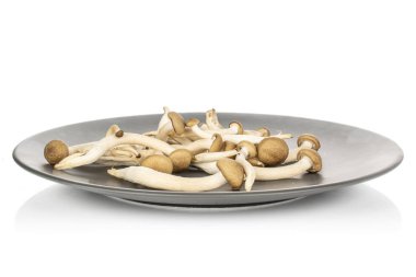 Kahverengi Shimeji mantarı beyaza izole edilmiş.