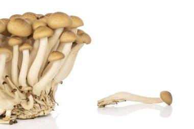 Kahverengi Shimeji mantarı beyaza izole edilmiş.