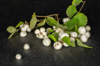 Gri taşın üzerinde beyaz kar çileği