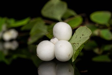 Siyah camda izole edilmiş beyaz kar çileği