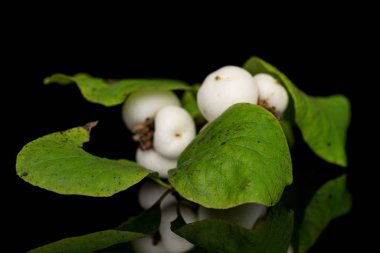 Siyah camda izole edilmiş beyaz kar çileği