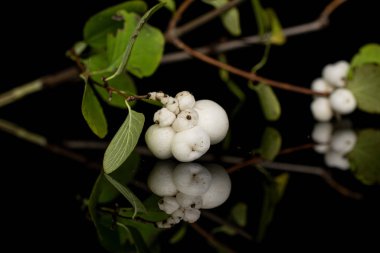 Siyah camda izole edilmiş beyaz kar çileği