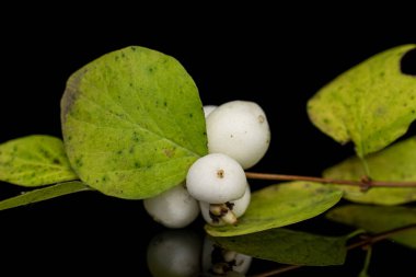 Siyah camda izole edilmiş beyaz kar çileği