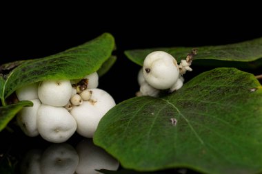 Siyah camda izole edilmiş beyaz kar çileği