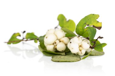 Beyaz kar böğürtleni, beyaz