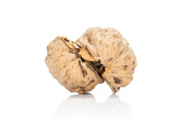 Taze kahverengi ceviz, beyaz üzerine izole edilmiş.