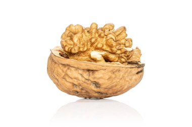 Taze kahverengi ceviz, beyaz üzerine izole edilmiş.