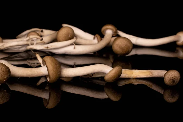 Brown shimeji mushroom isolated on black glass — Stock Photo, Image