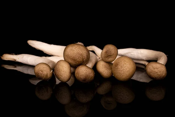 Brauner Shimeji-Pilz isoliert auf schwarzem Glas — Stockfoto