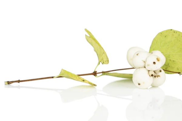Biała zima snowberry izolowane na białym — Zdjęcie stockowe