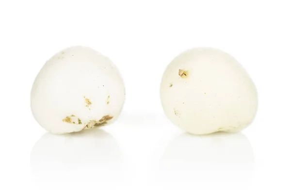 Bianco inverno snowberry isolato su bianco — Foto Stock