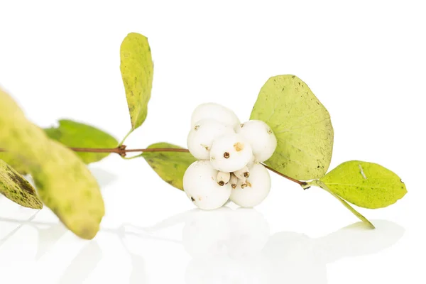 Bianco inverno snowberry isolato su bianco — Foto Stock