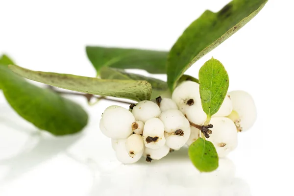 White winter snowberry isolated on white — Stock Photo, Image