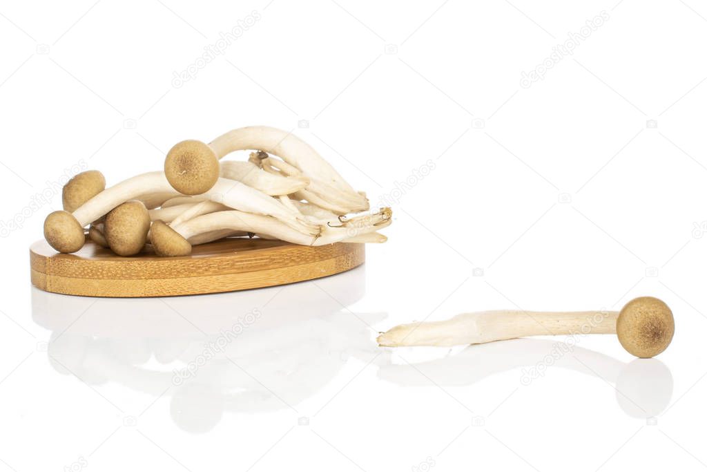 Brown shimeji mushroom isolated on white