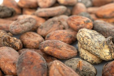 Kahverengi kakao çekirdeği beyaz üzerine izole edilmiş.