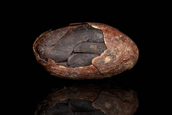 Brown cocoa bean isolated on black glass — 스톡 사진