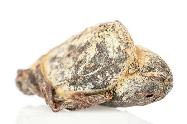 Bruine cacaoboon geïsoleerd op wit — Stockfoto