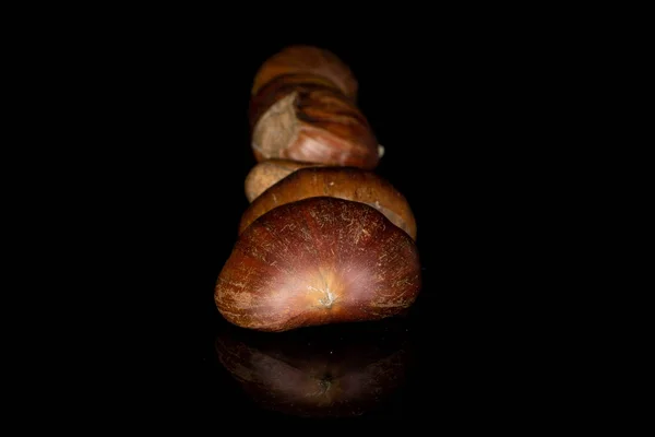 Brown edible chestnut isolated on black glass — 스톡 사진