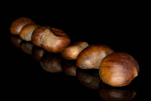 Brown edible chestnut isolated on black glass — ストック写真
