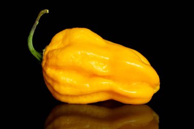 Hot chili pepper isolated on black glass