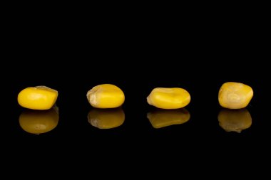 Dört parça konserve sarı mısır, siyah camda izole edilmiş.