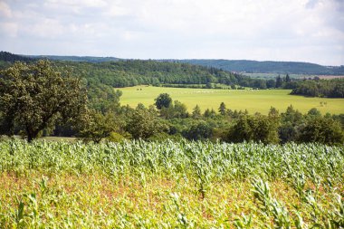 Genç buğday tarlalarının güzelliği