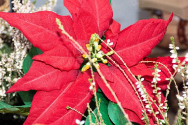 Noel süslemesi kırmızı Noel çiçeği yakın plan