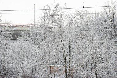 Kış karında çıplak ağaçlar