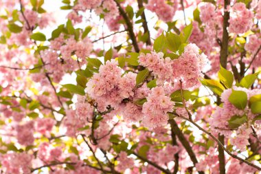 Bahar pembe çiçekleri. Yakın plan.