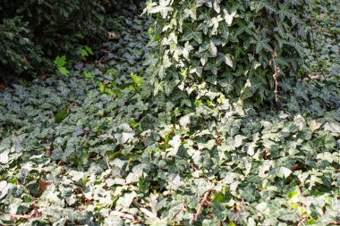 Doğada ilkbahar beyaz çiçekleri