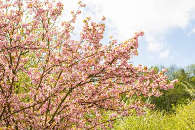 İlkbaharda mavi gökyüzü olan pembe ağaçların güzelliği