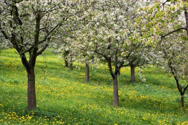 İlkbaharda açan ağaçların güzelliği