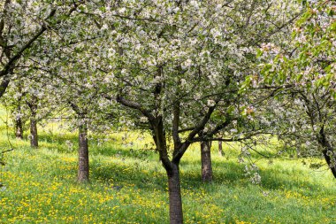 İlkbaharda açan ağaçların güzelliği