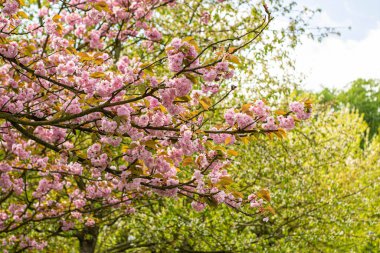 İlkbaharda açan pembe ağaçların güzelliği