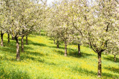 Baharda açık havada açan ağaçların güzelliği