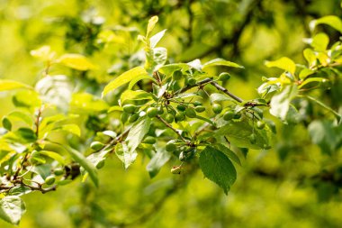 Yaz ormanlarında yemyeşil yeşillikler