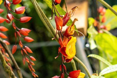 Doğadaki parlak tropikal çiçekler makro