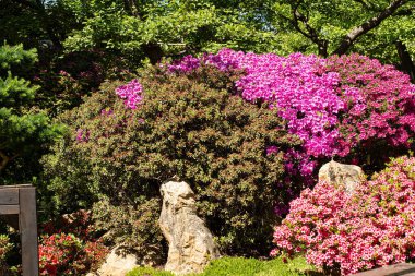 Bahçede açan parlak bahar.