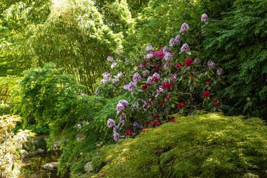 Parkta bahar çiçek açıyor.