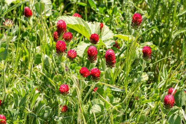 Makroda çiçek açan küçük kırmızı