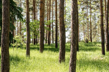 Yazın orman güzeli