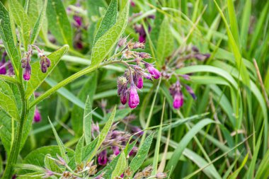 Makroda küçük taze mor çiçekler