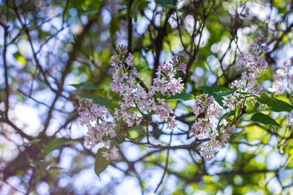 Красота Цветущих Цветов Весной Дереве — стоковое фото