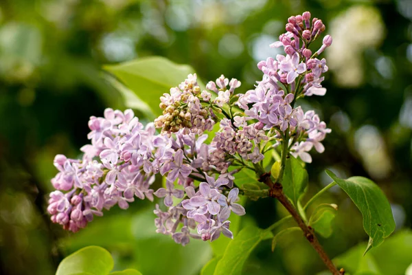 Bellezza Della Fioritura Lilla Natura — Foto Stock