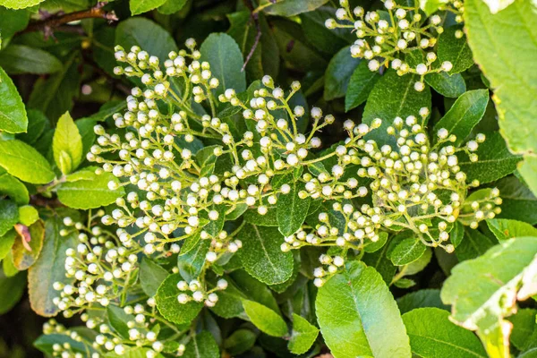 Unga Vita Blomknoppar Närbild — Stockfoto