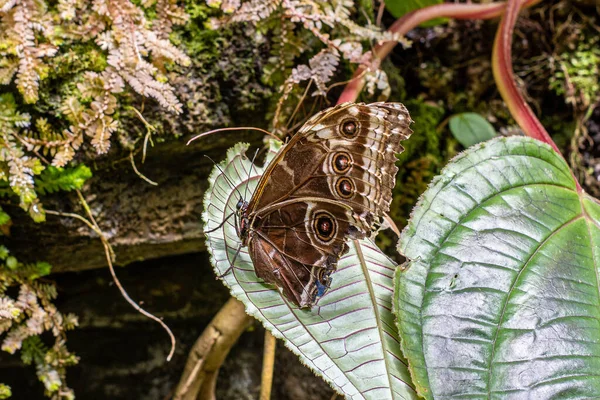 緑の葉に熱帯蝶マクロ — ストック写真