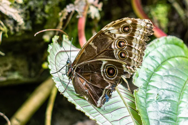 Farfalla Tropicale Macro Foglia Verde — Foto Stock