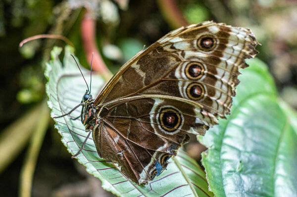 Tropical brown butterfly close-up on green leaf
